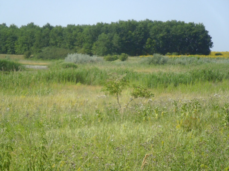 12.07.05. Konyhakert, betakarítás, gólya 130