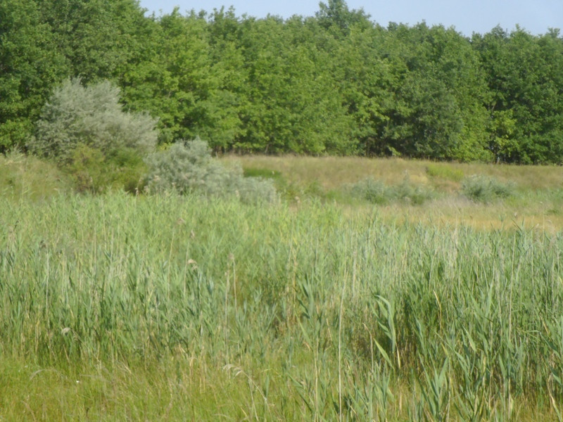 12.07.05. Konyhakert, betakarítás, gólya 100