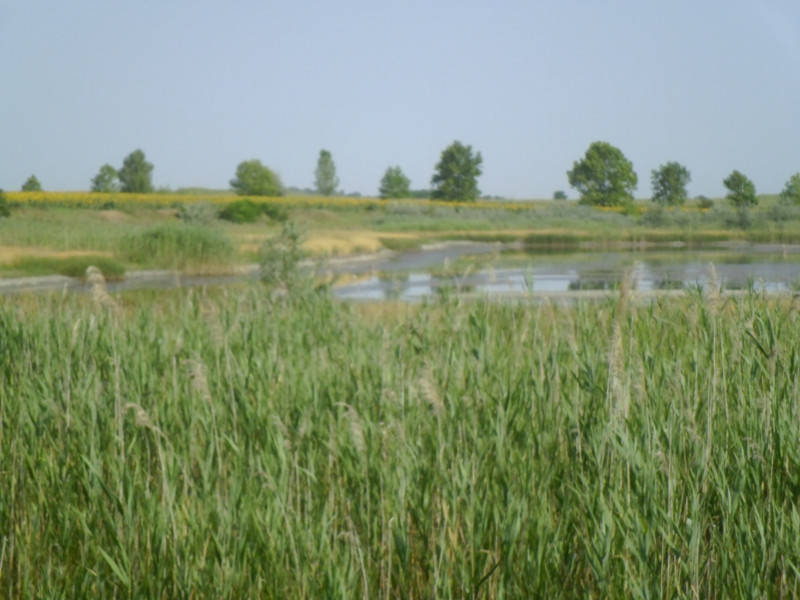 12.07.05. Konyhakert, betakarítás, gólya 101