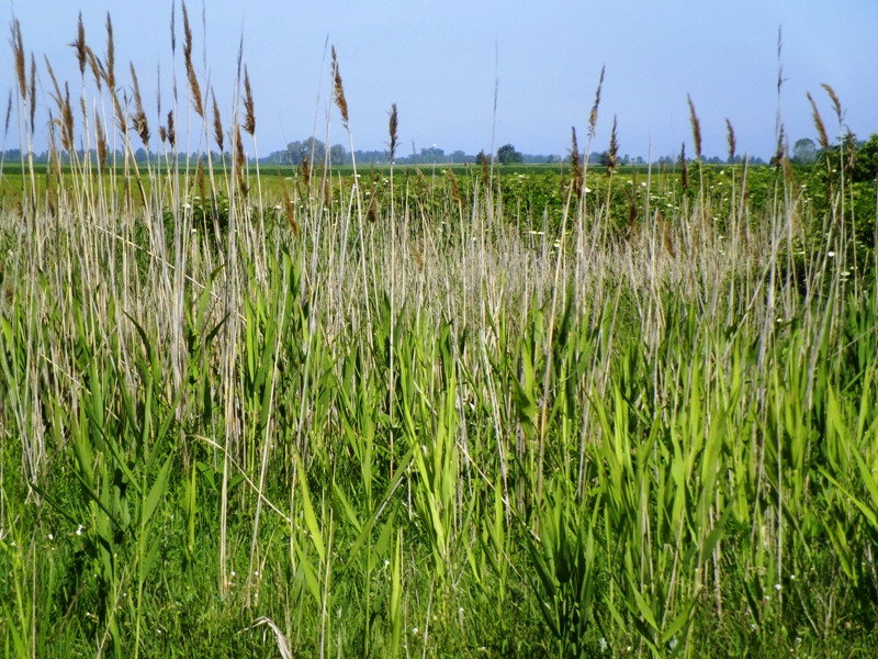 12.06.06. Kígyós - víztározó 081