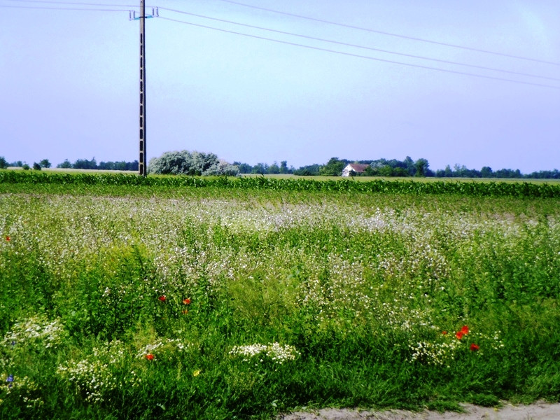 12.06.06. Kígyós - víztározó 192