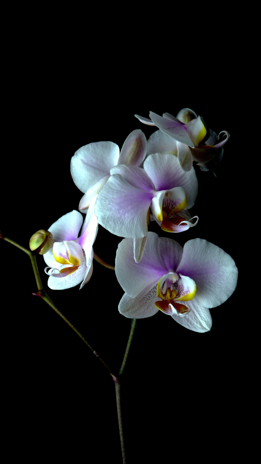 orchidea 4