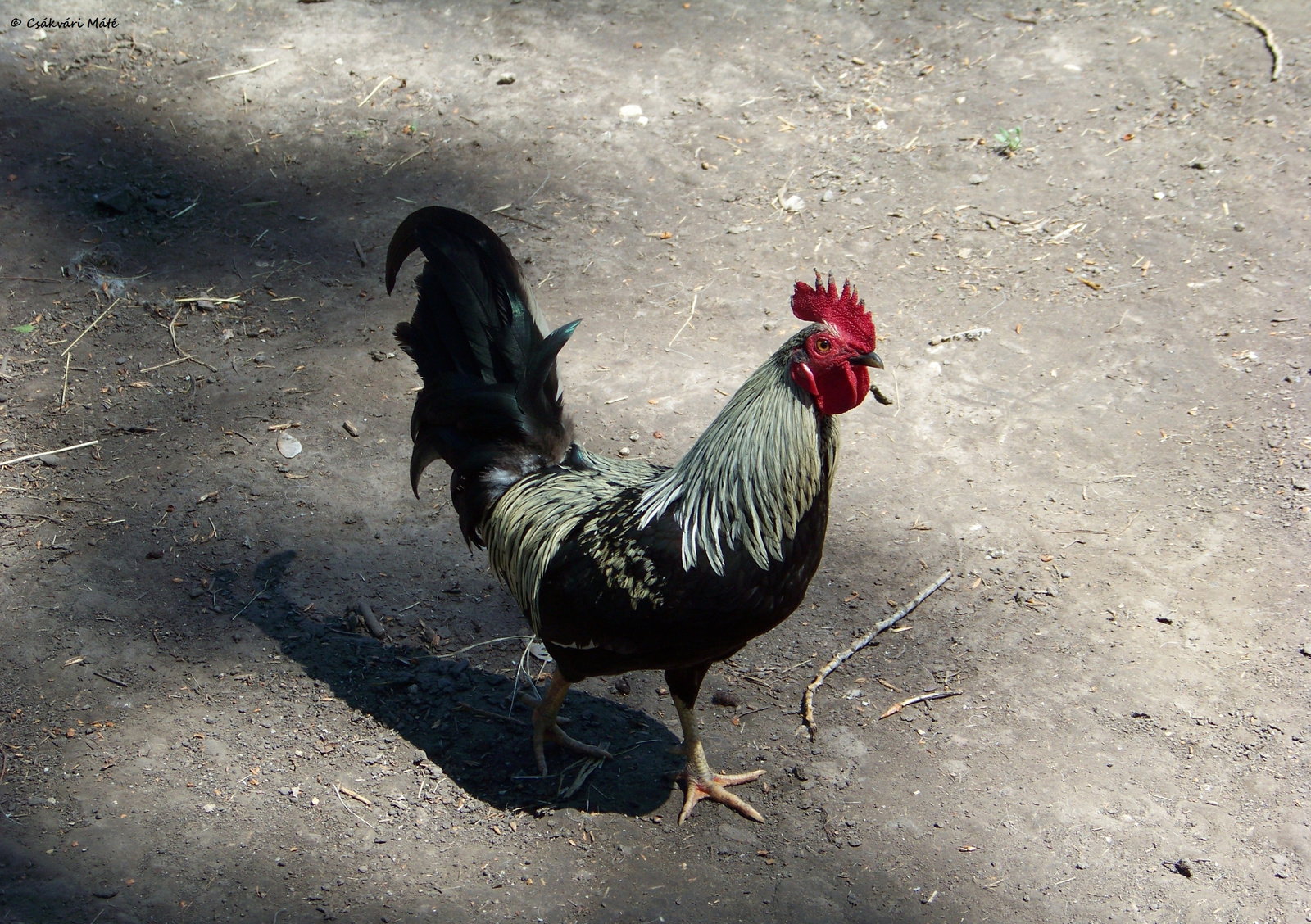 Gallus gallus domesticus