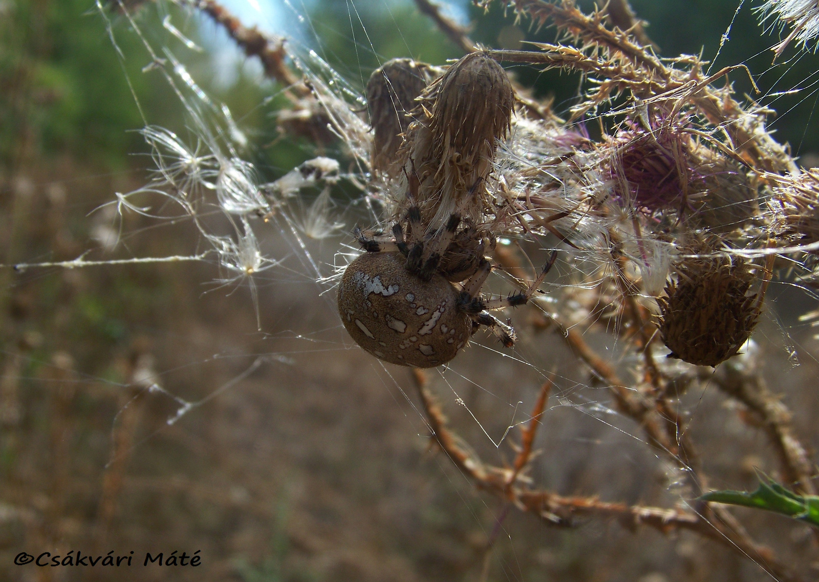 Araneus quadratus