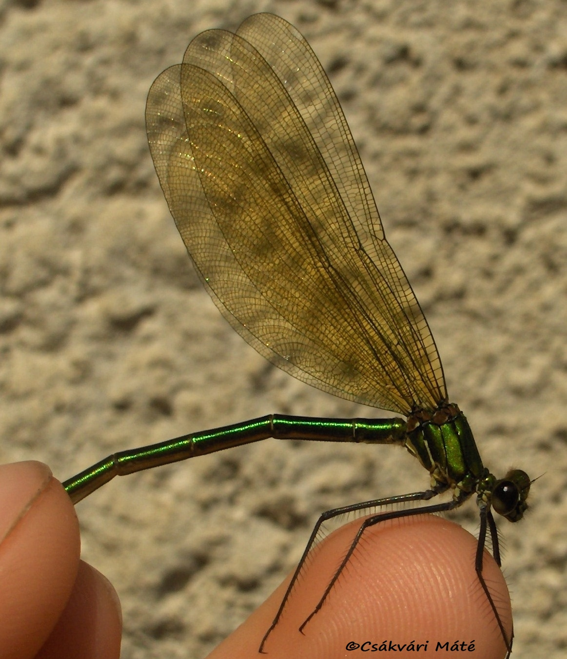 Calopteryx virgo