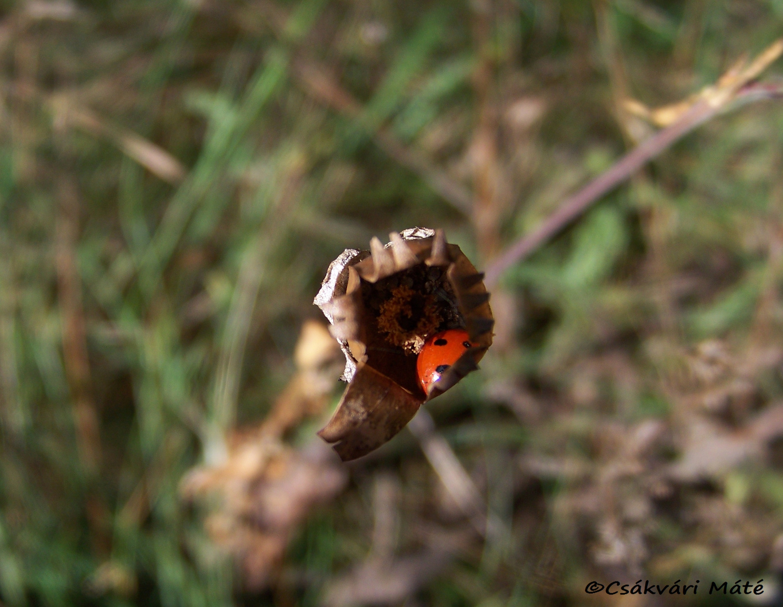 Coccinella septempunctata