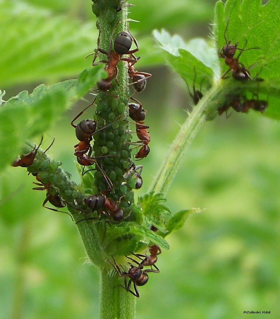 Formica rufa