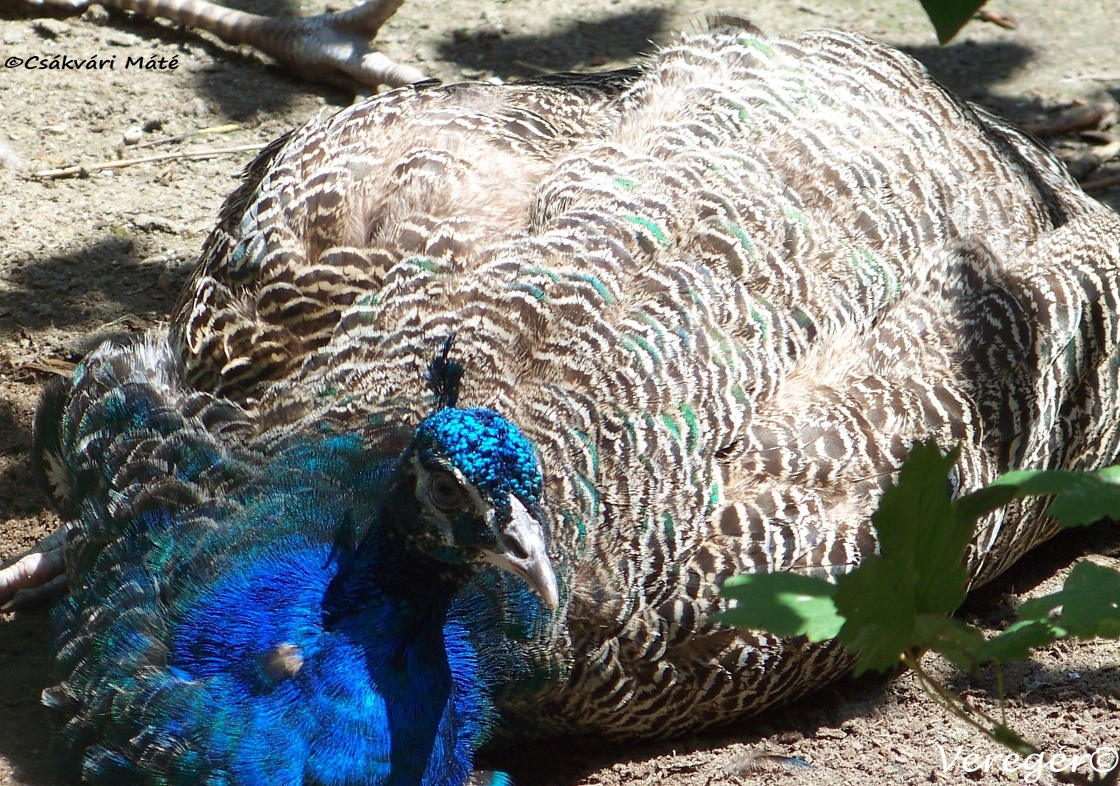 Pavo cristatus