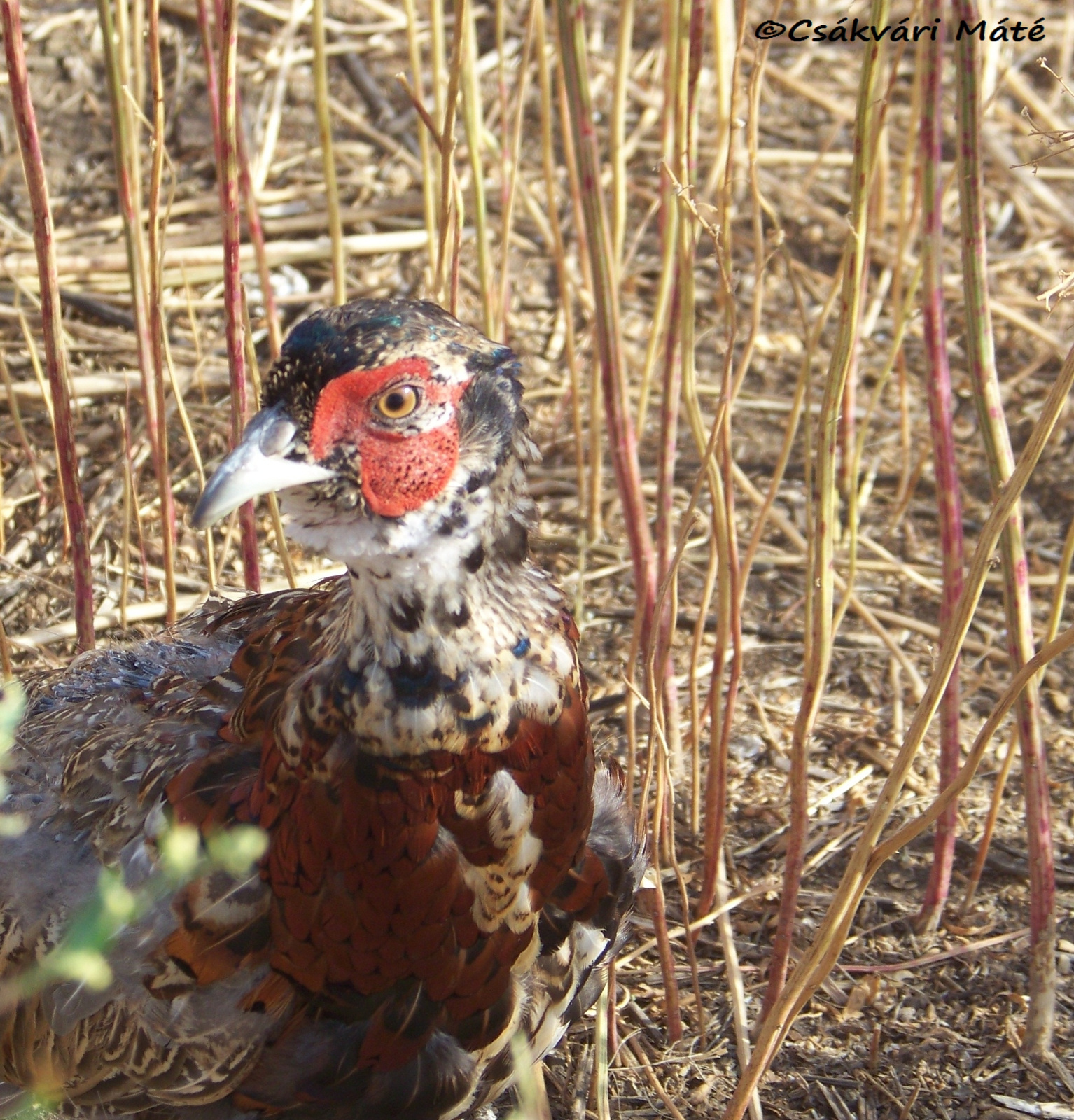 Phasianus colchicus