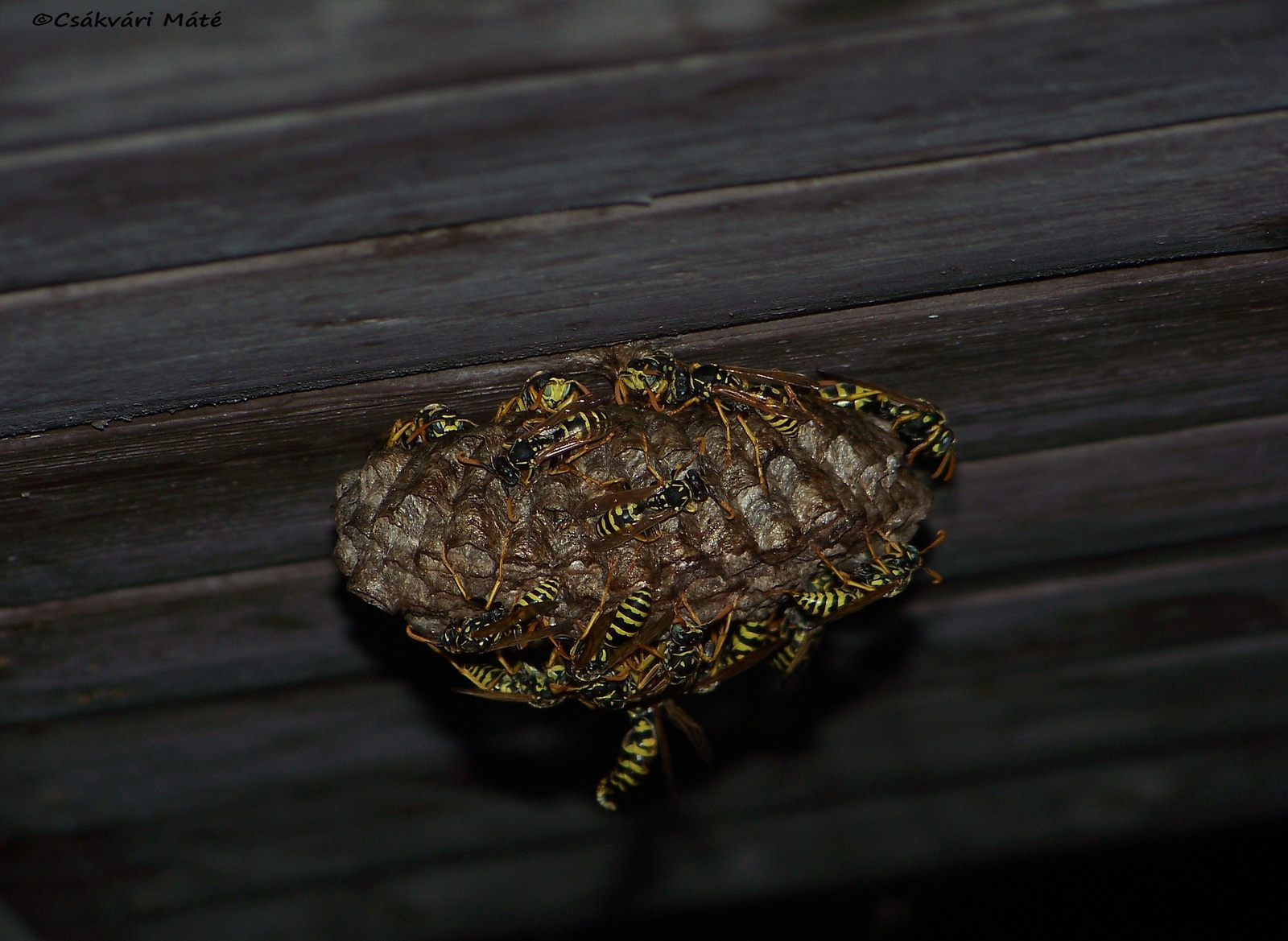 Polistes gallicus