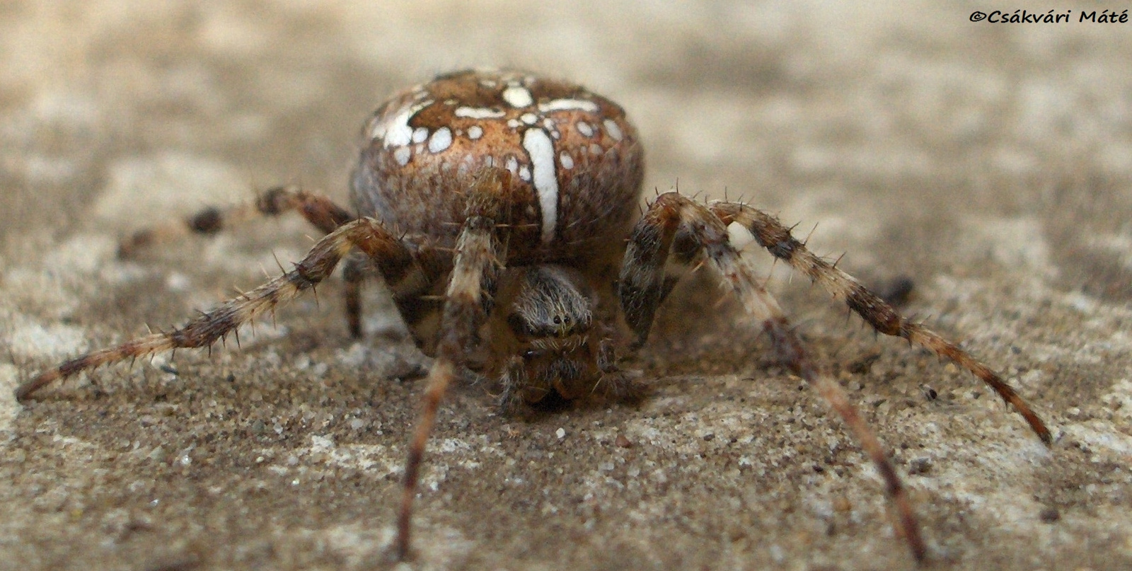 Araneus diadematus