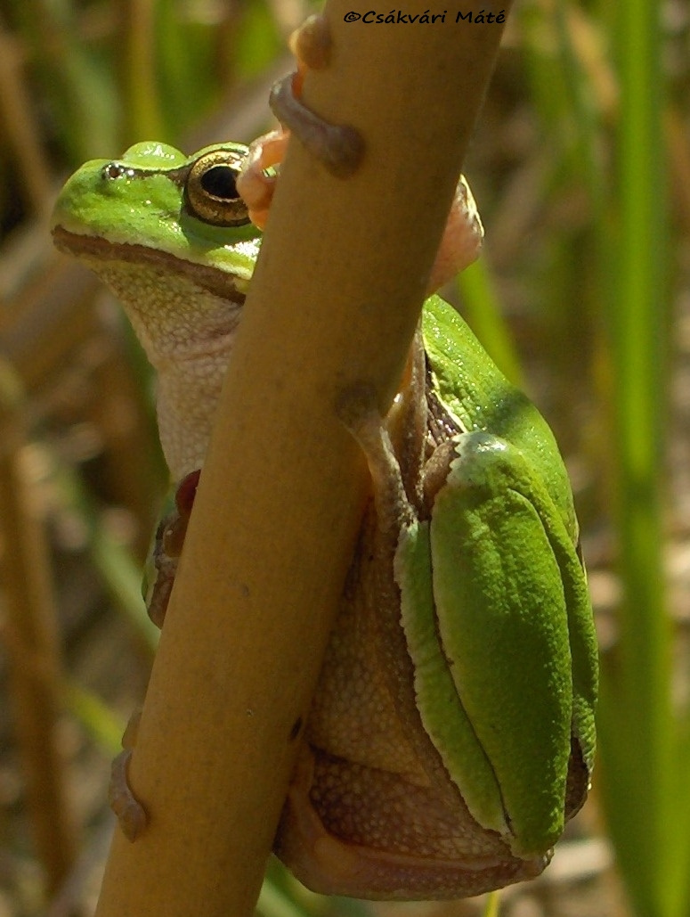 Hyla arborea