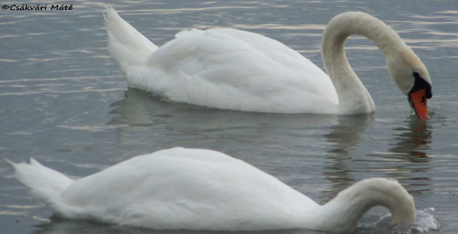 Cygnus olor