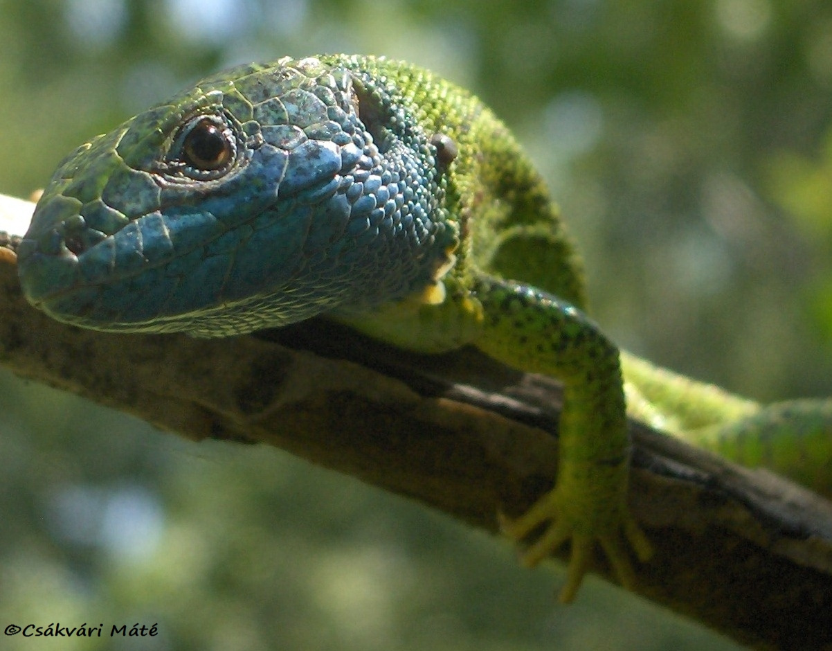 Lacerta viridis