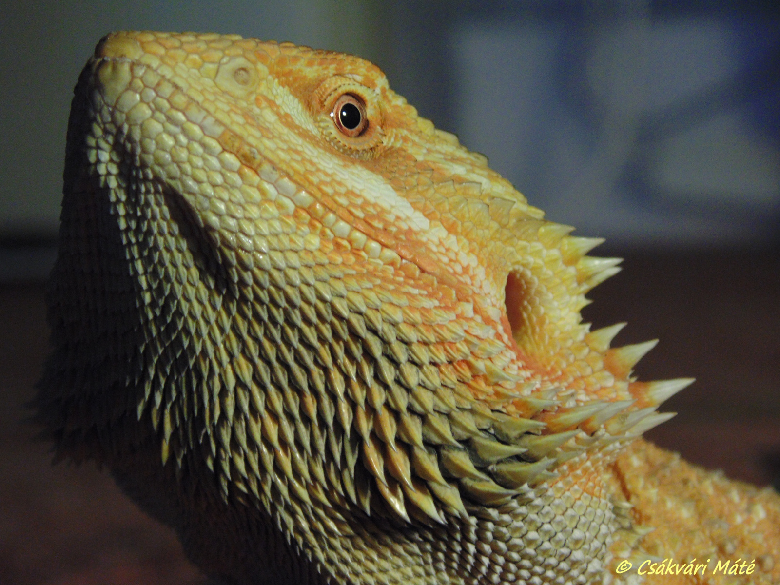 Pogona vitticeps