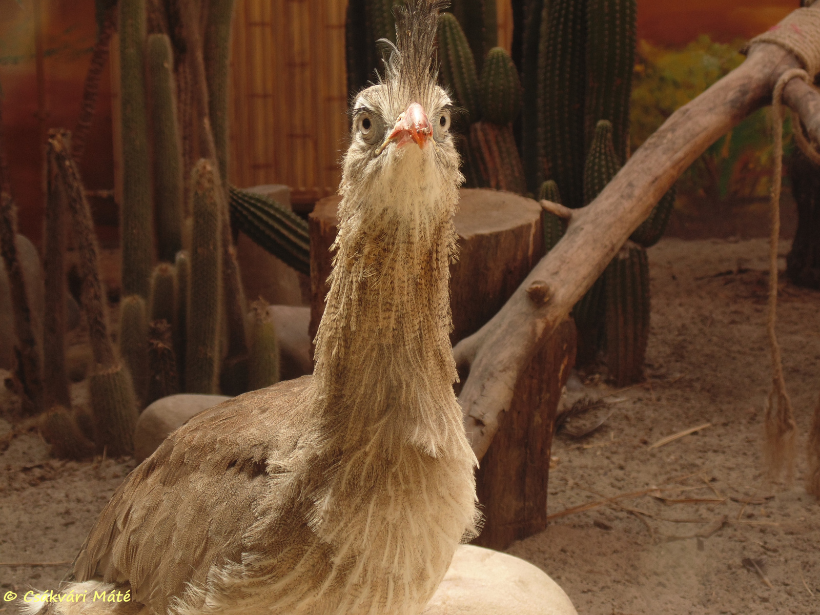 Cariama cristata