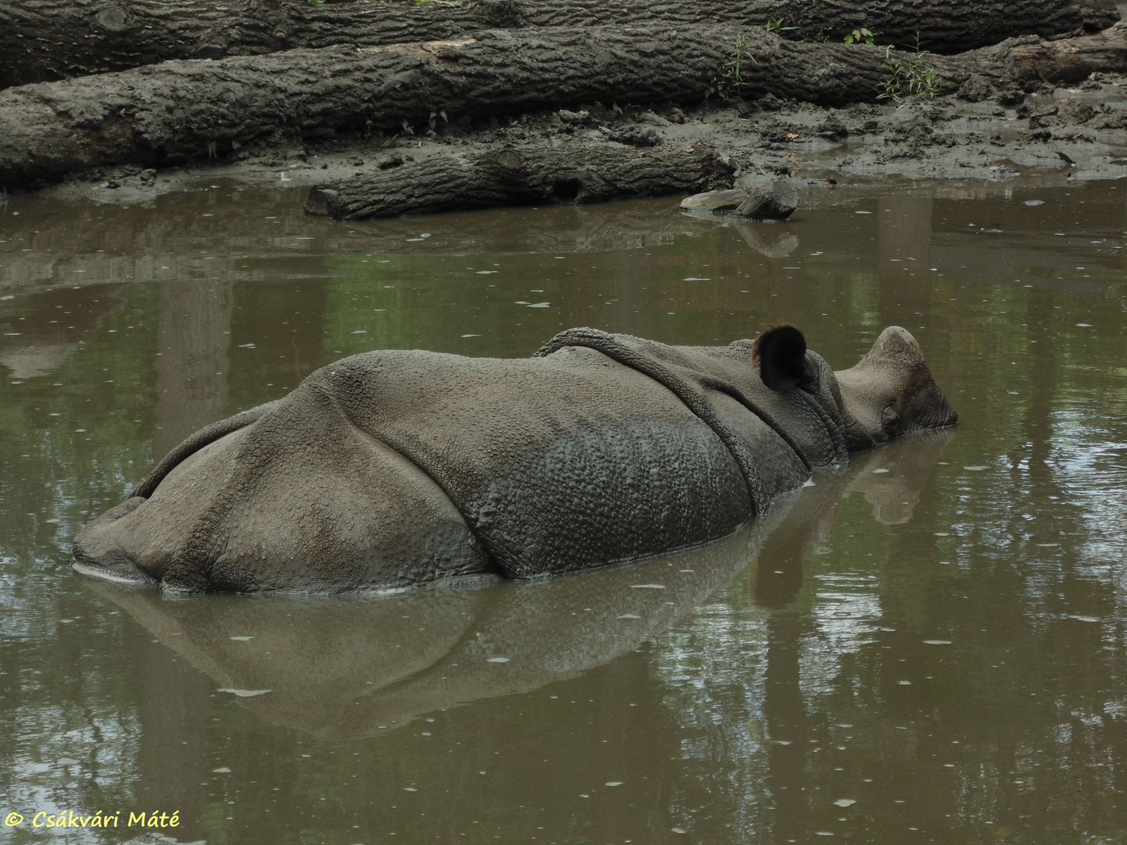 Rhinoceros unicornis