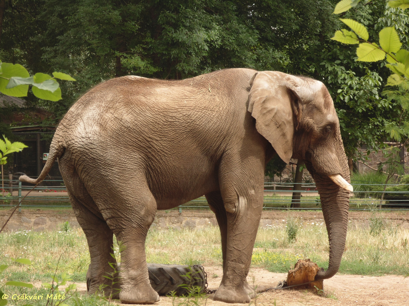 Loxodonta africana