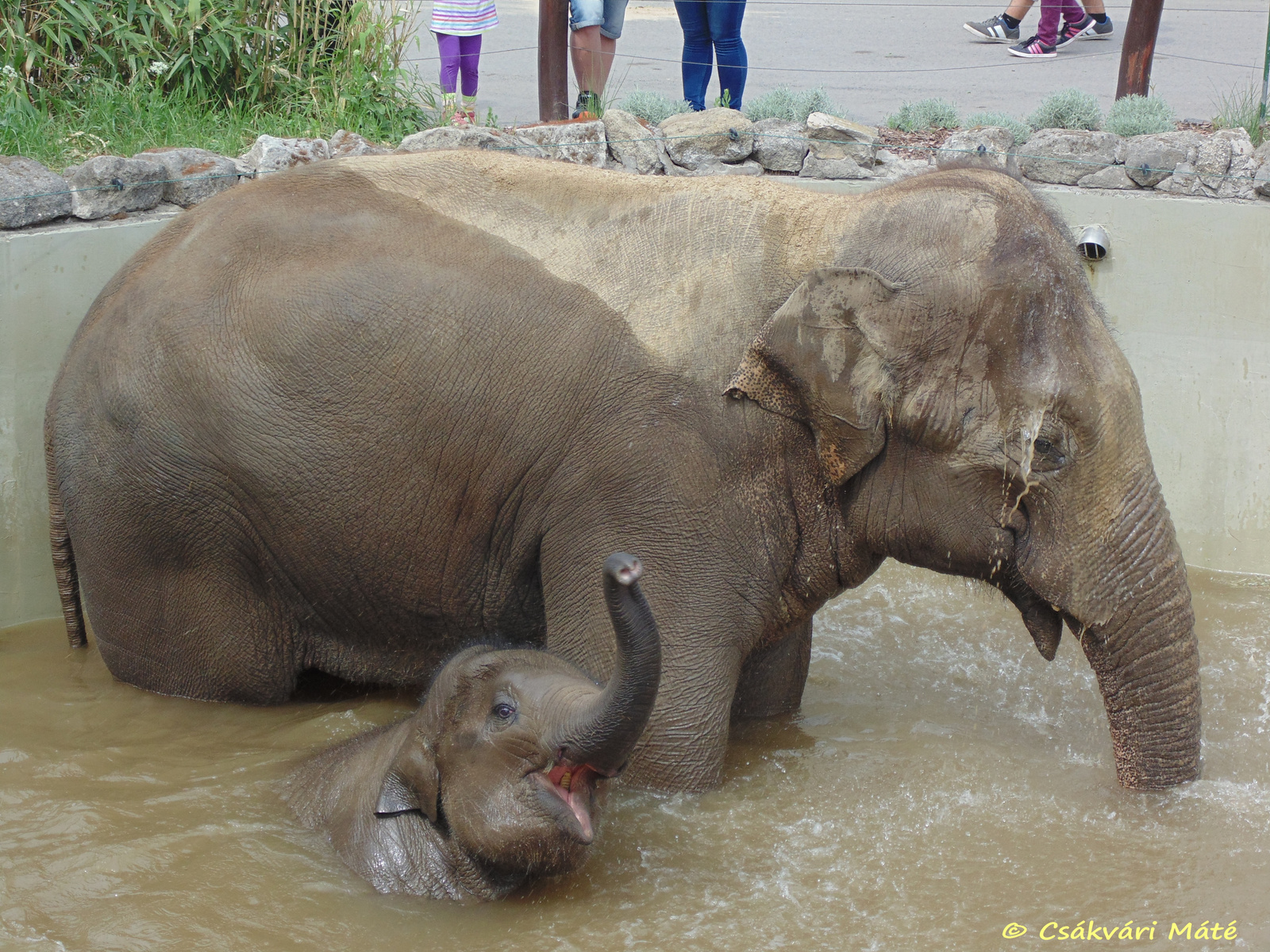 Elephas maximus