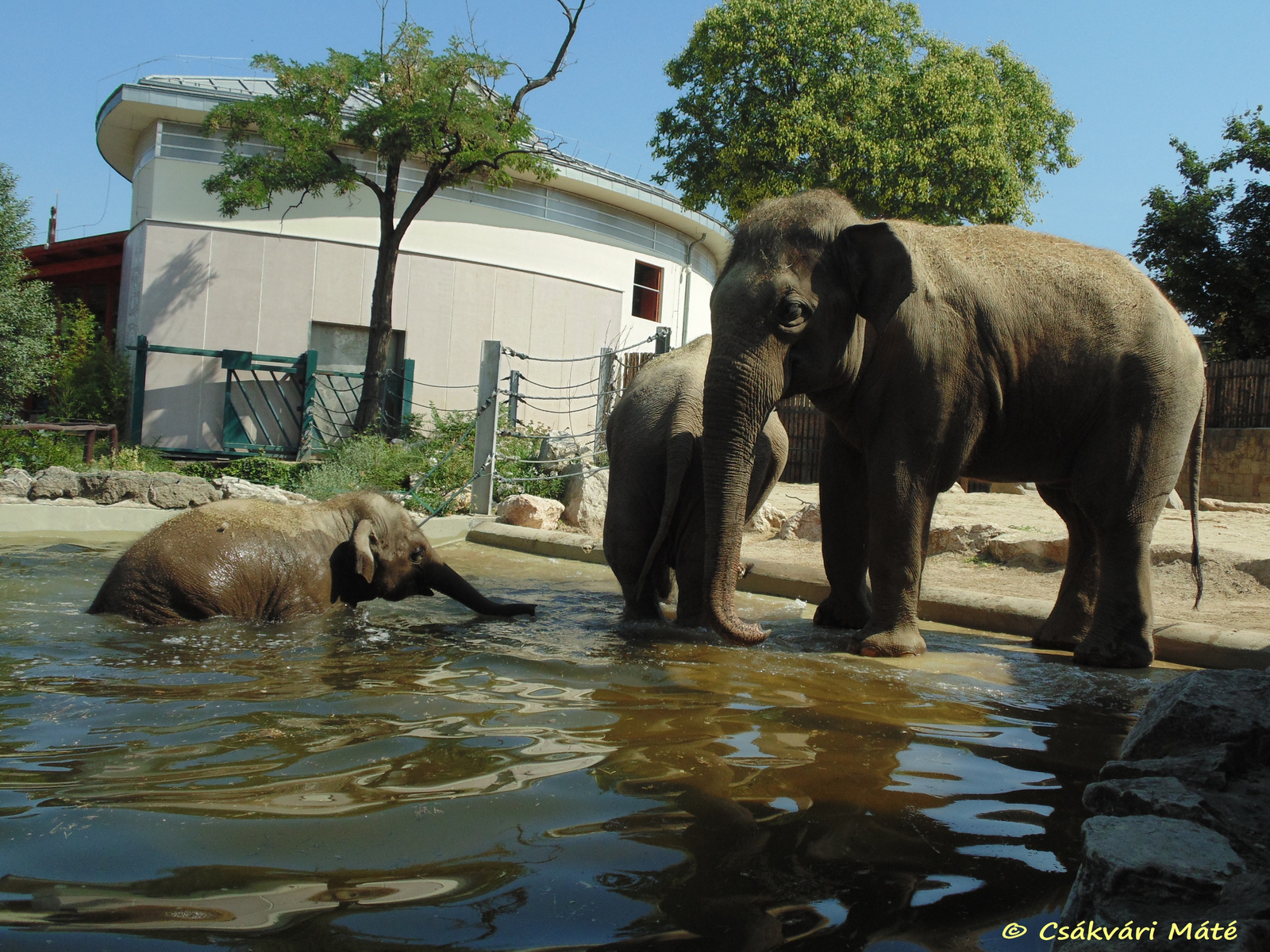 Elephas maximus