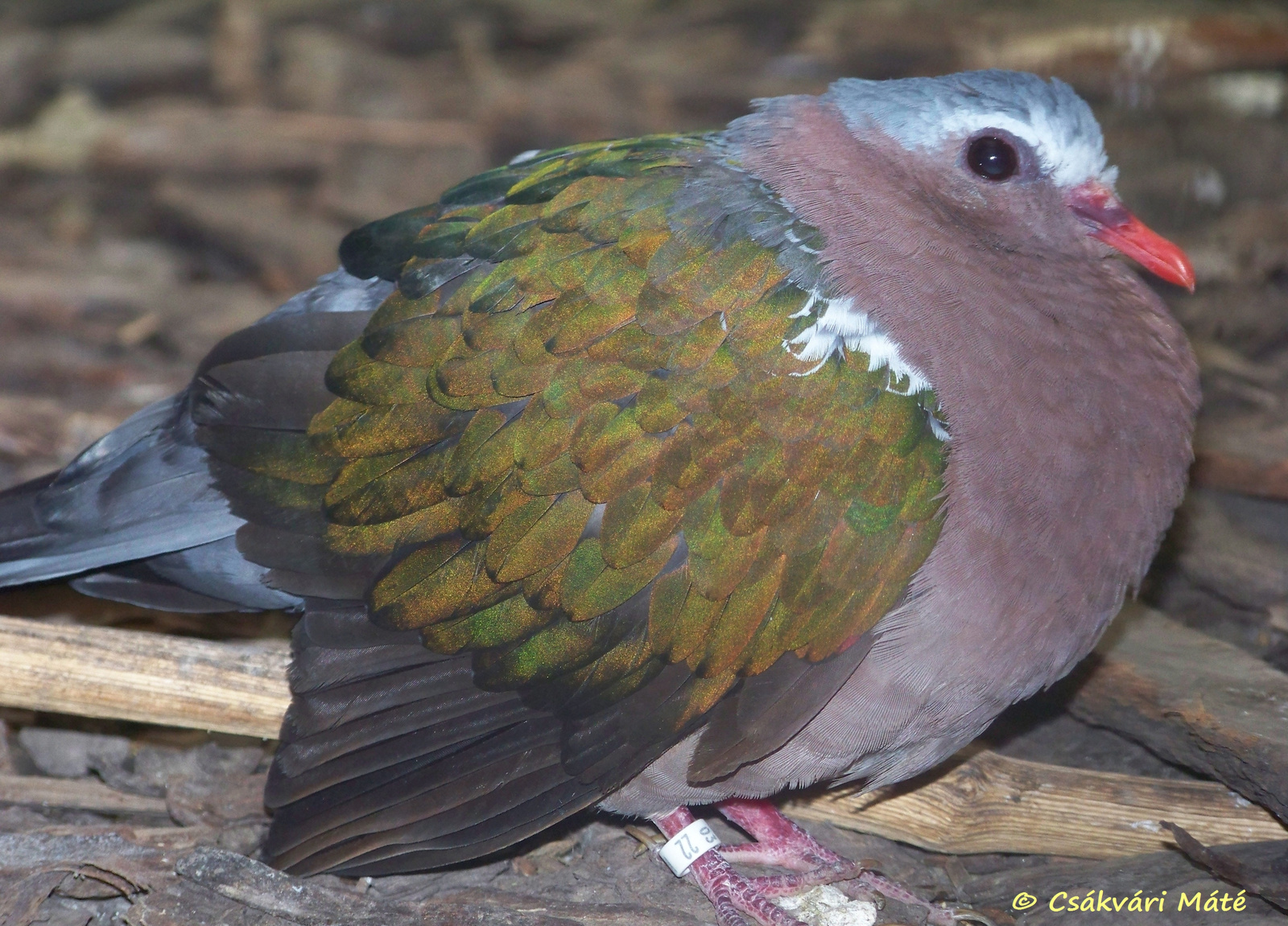 Chalcophaps indica