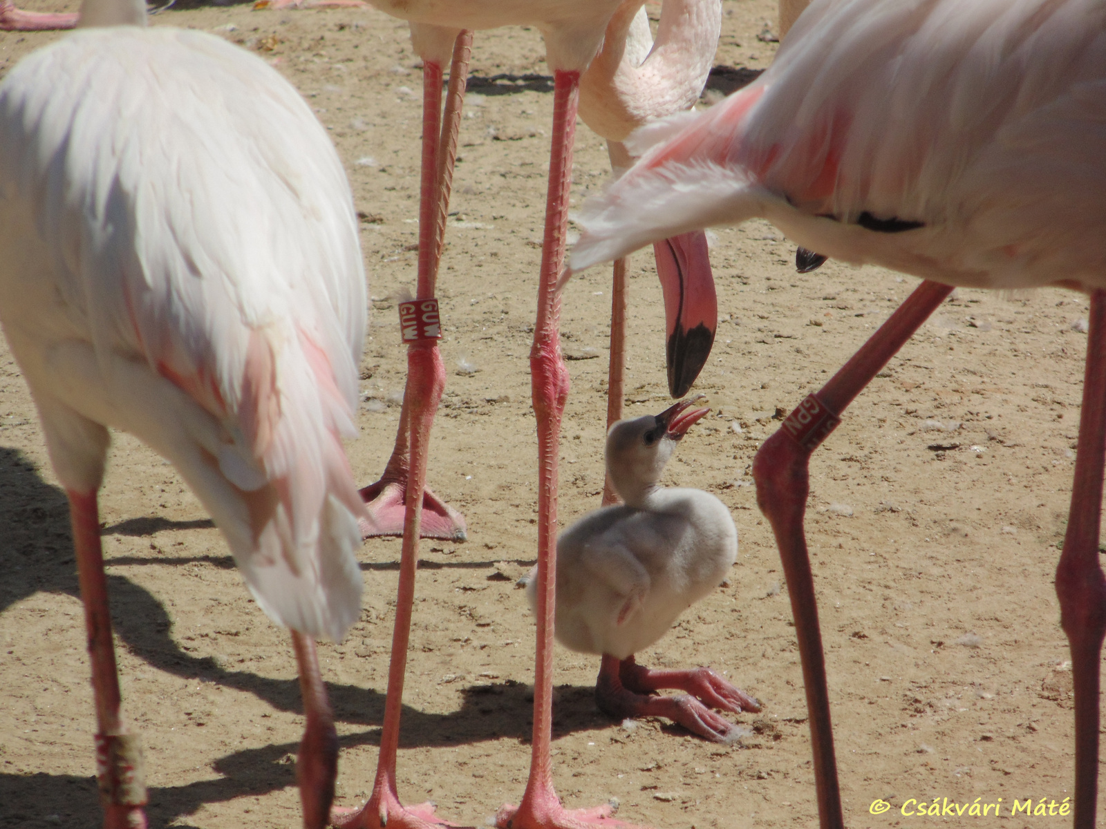 Phoenicopterus roseus