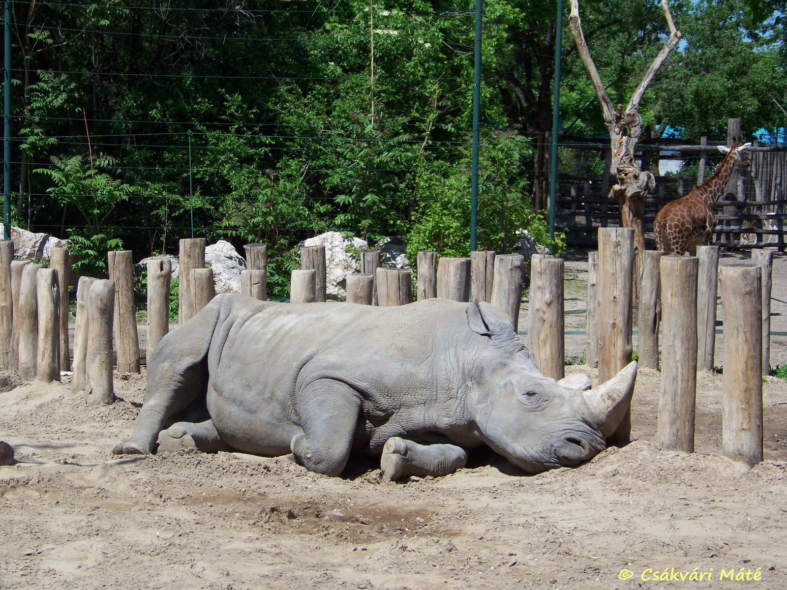 Ceratotherium simum