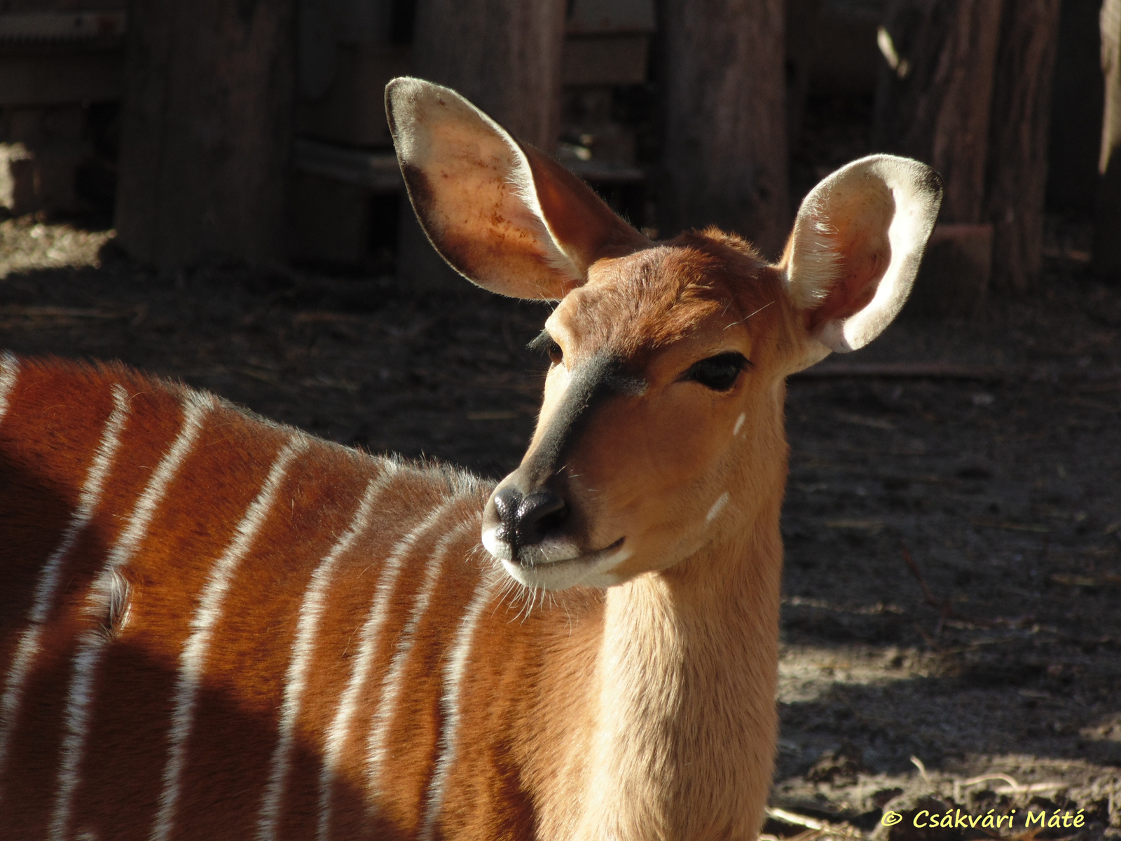 Tragelaphus angasii