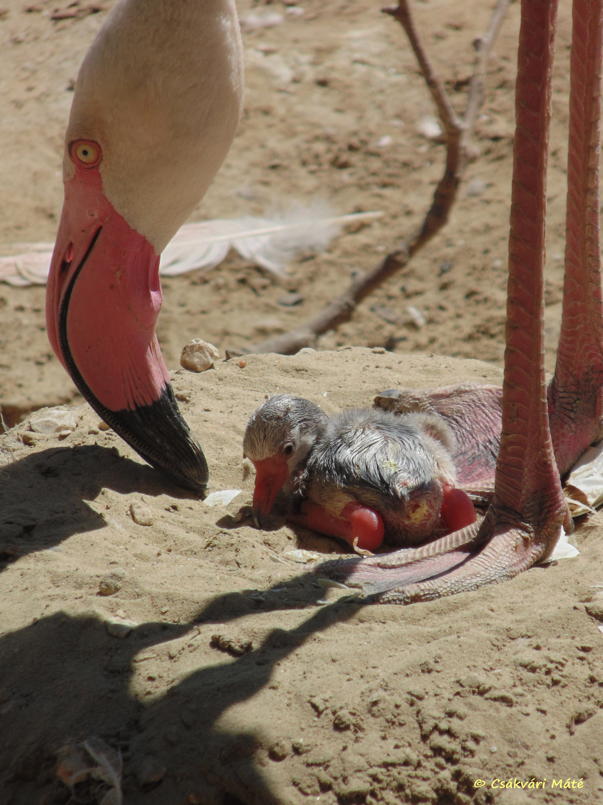 Phoenicopterus roseus