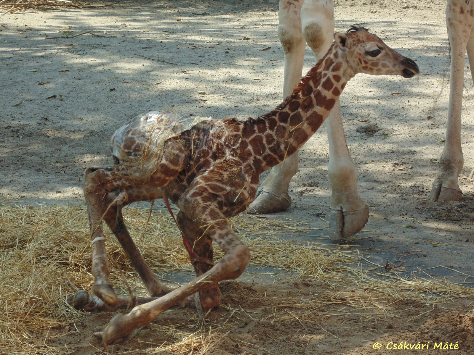 Giraffa camelopardalis rotschildi