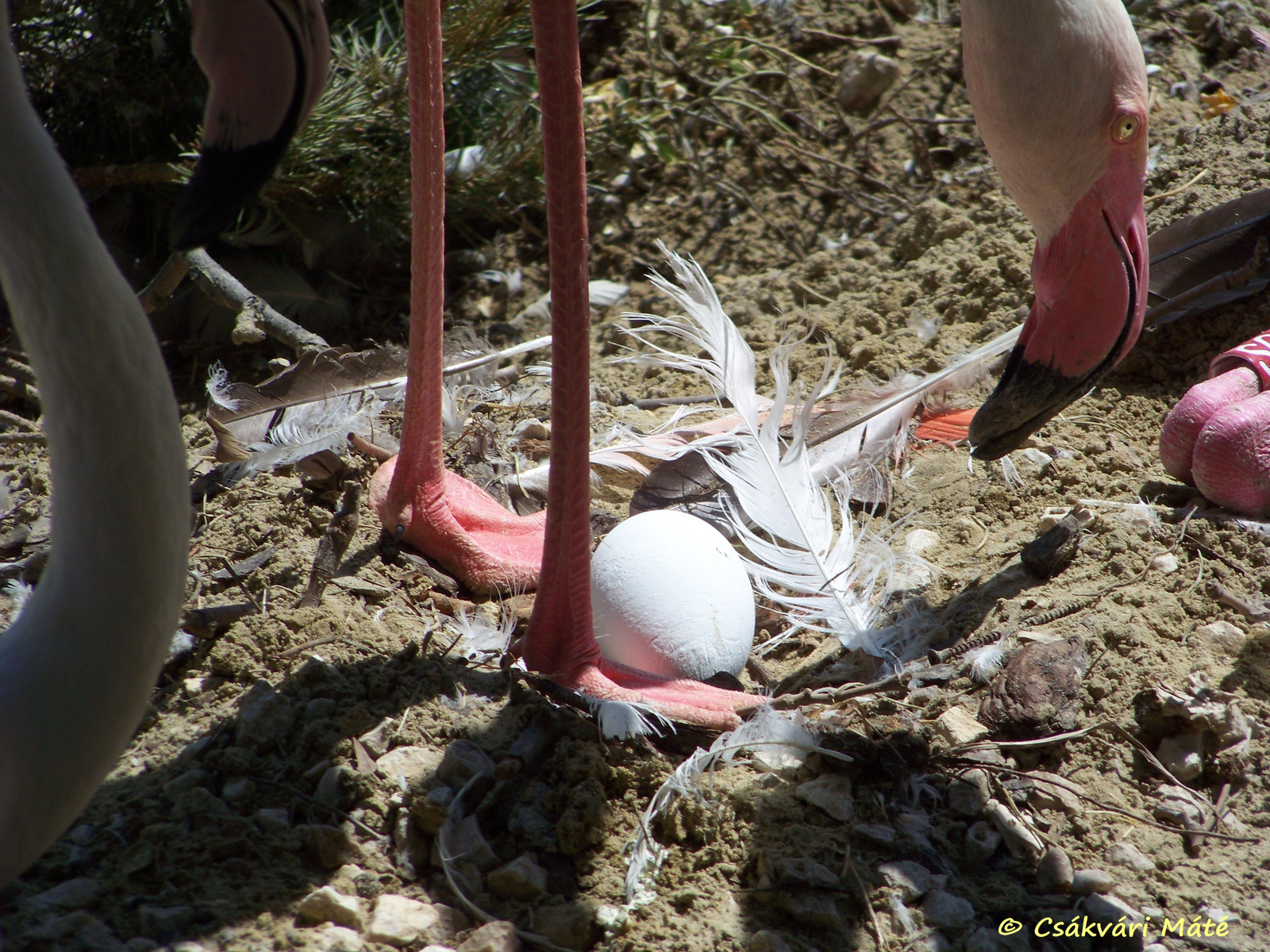 Phoenicopterus roseus