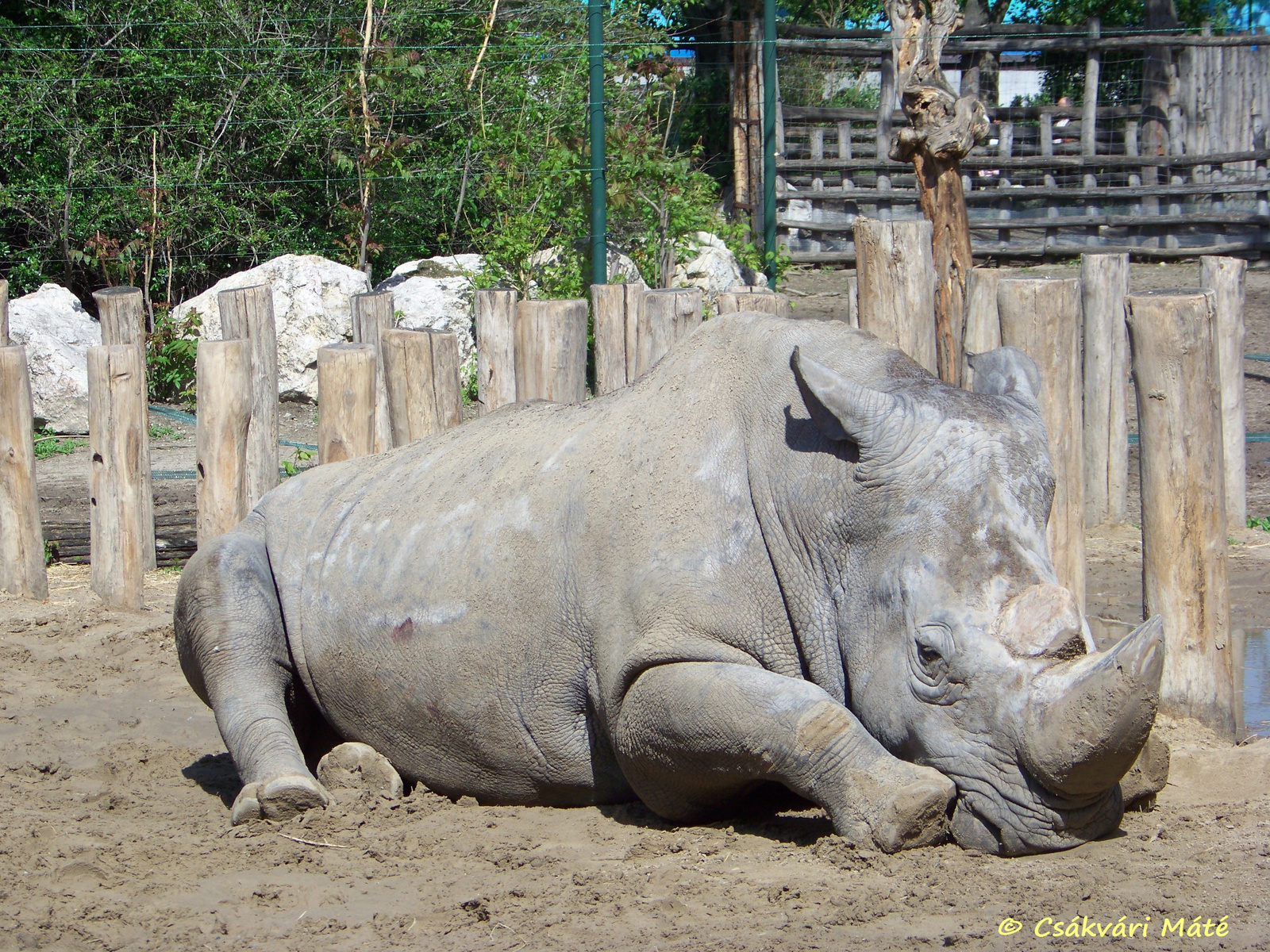 Ceratotherium simum