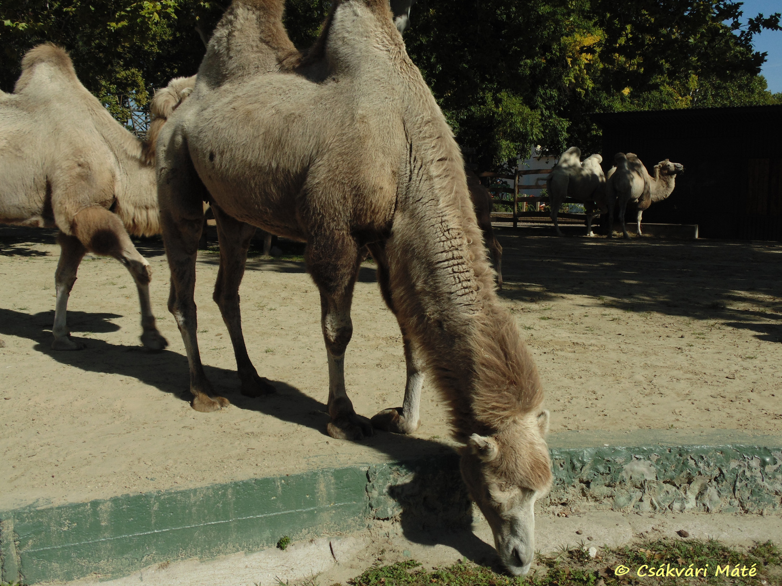 Camelus bactrianus