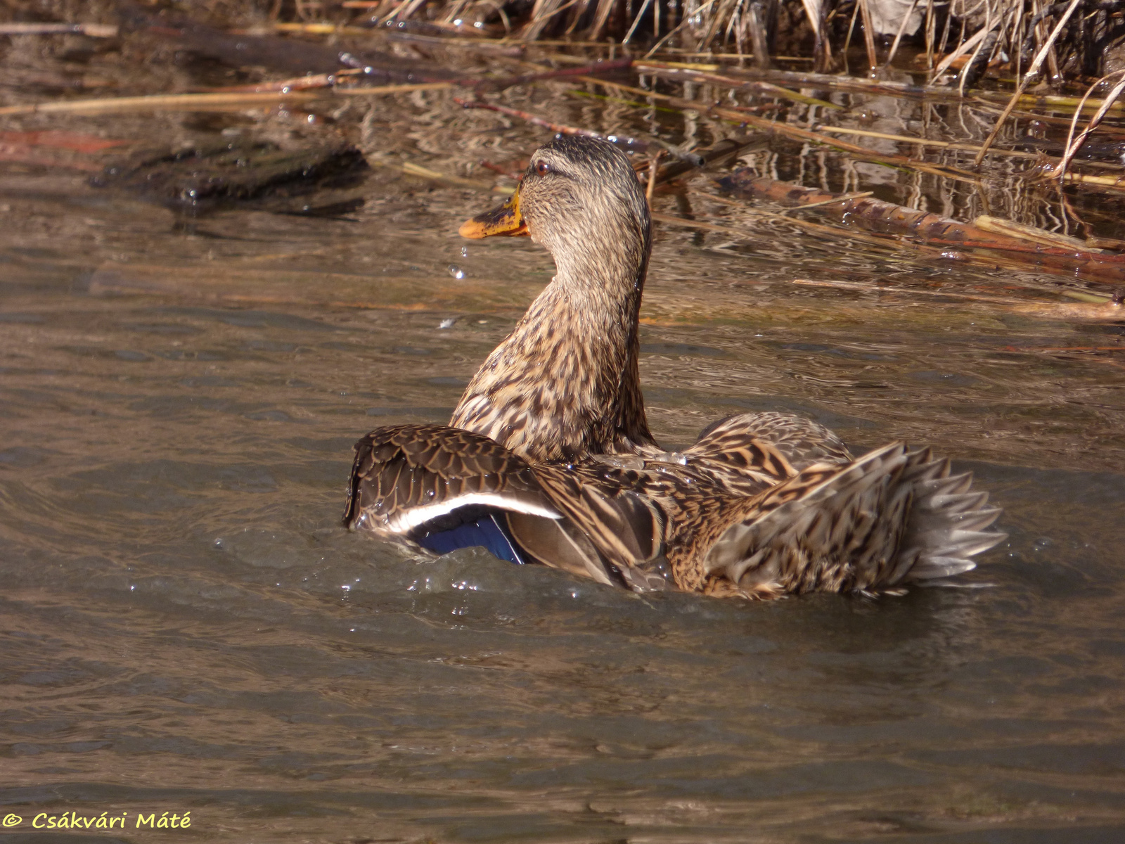 Anas platyrhynchos