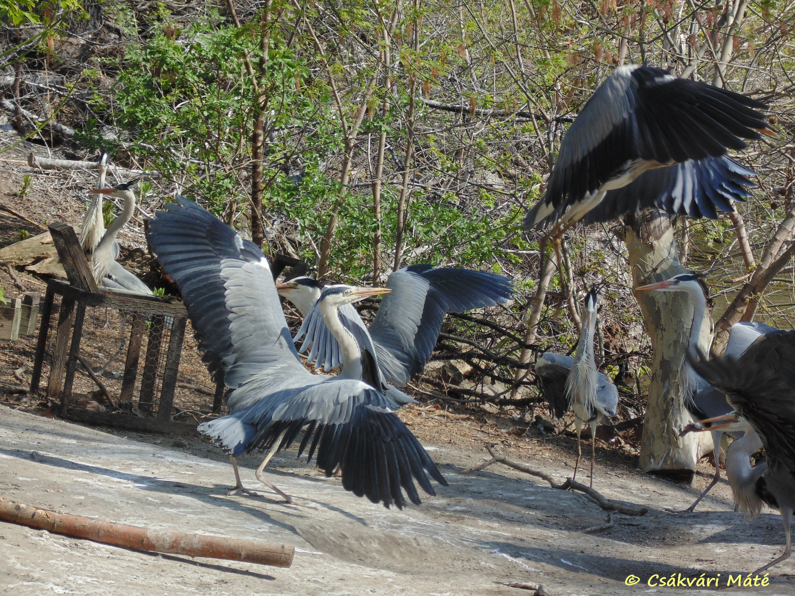 Ardea cinerea