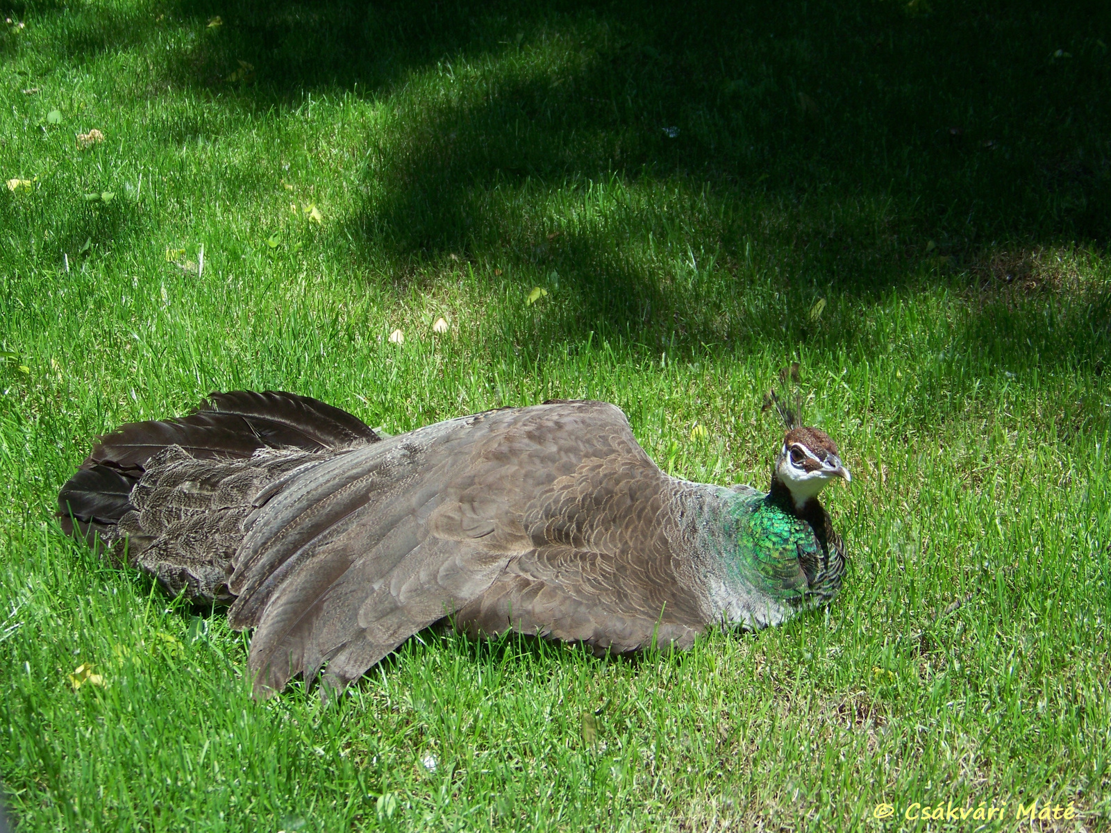 Pavo cristatus