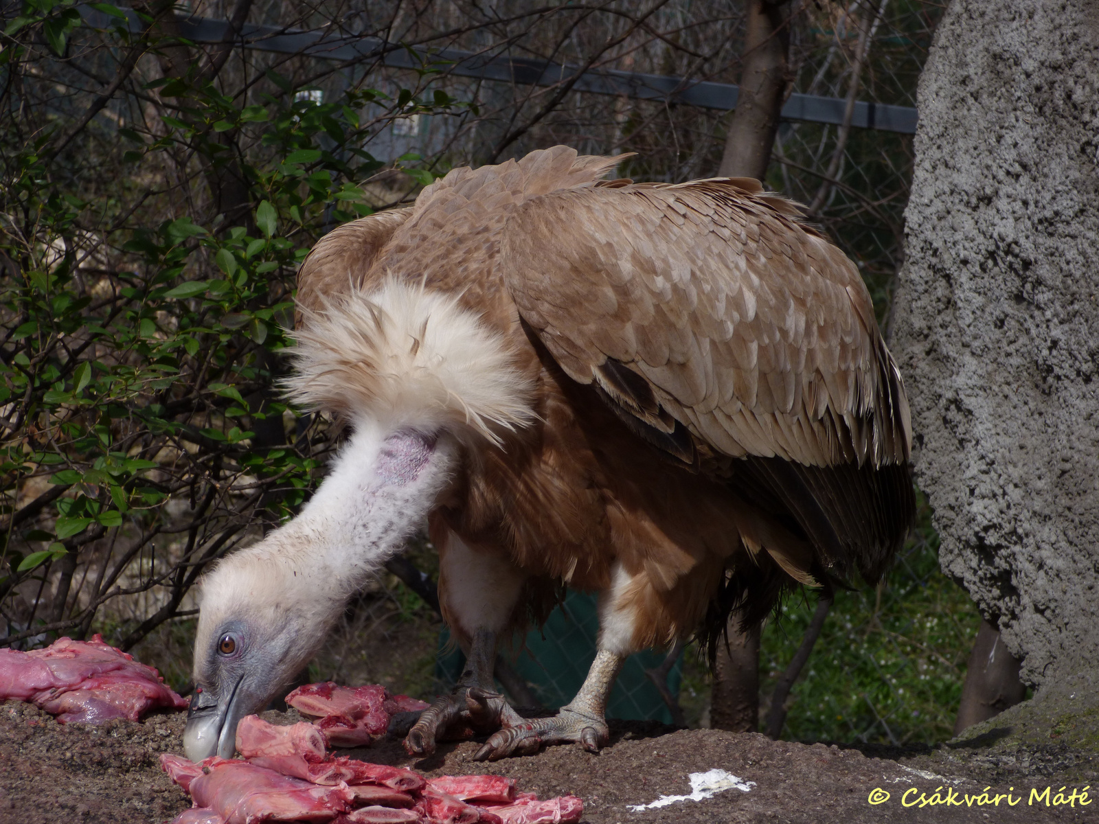 Gyps fulvus