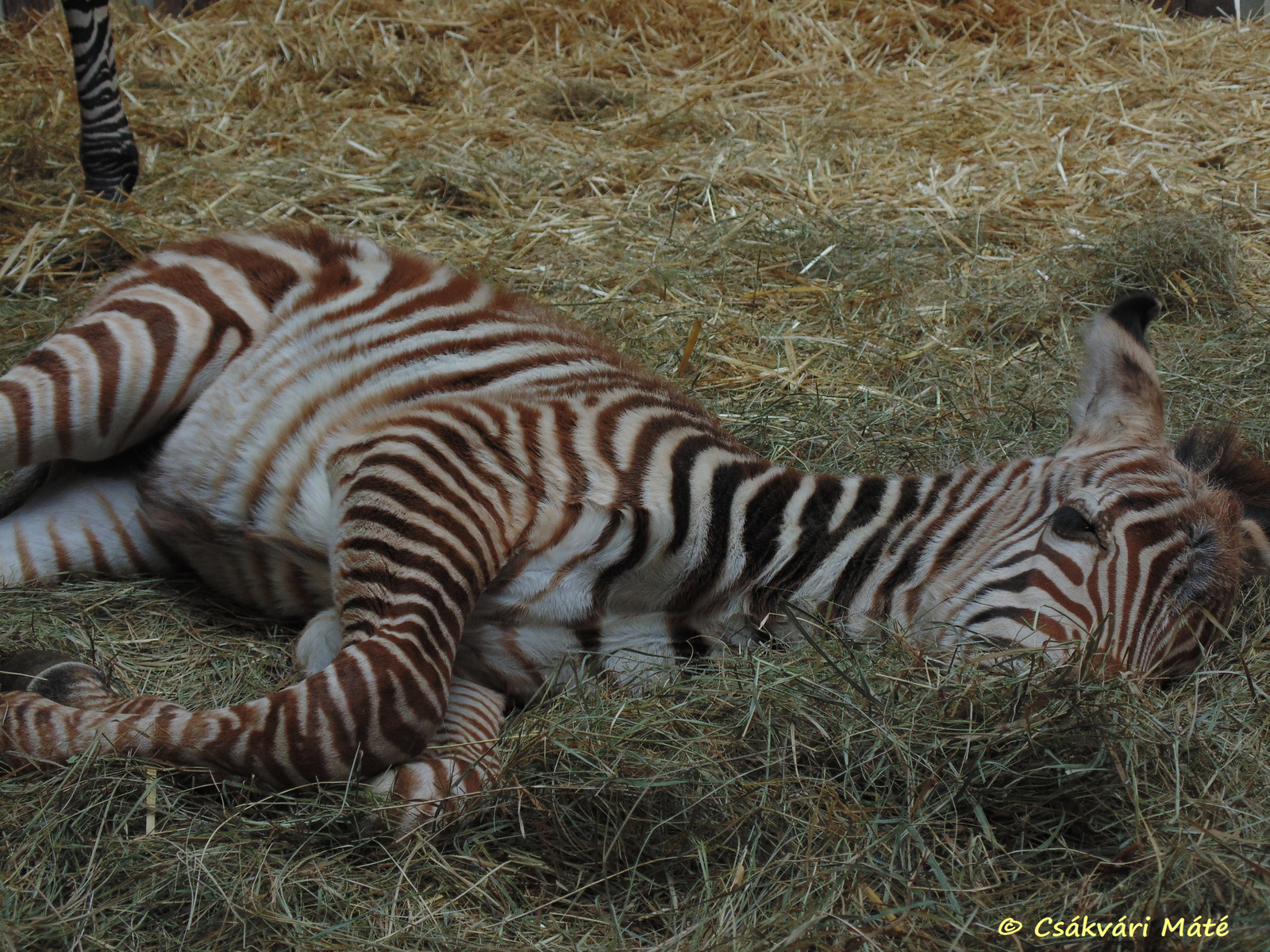 Equus quagga