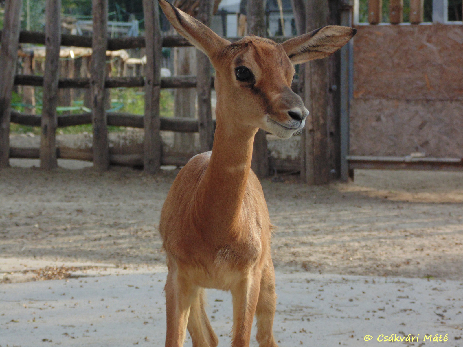 Gazella dama mhorr