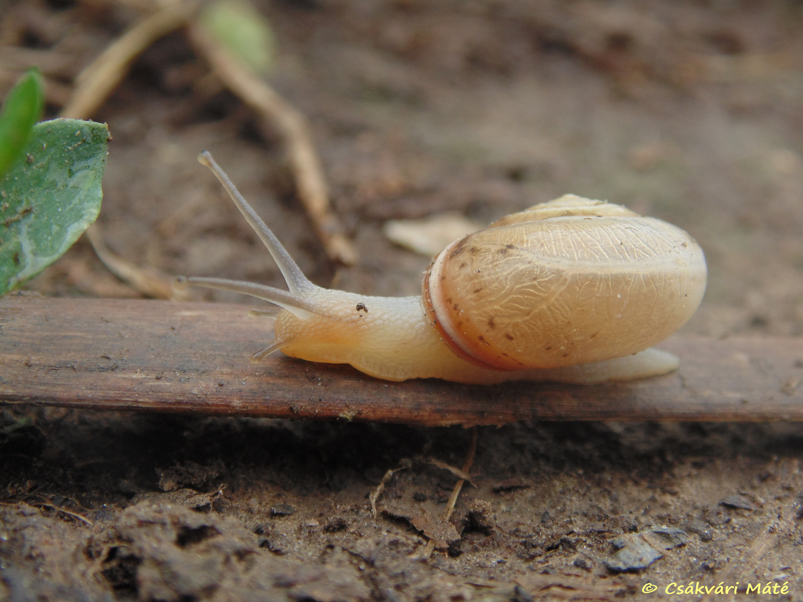 Monacha cartusiana