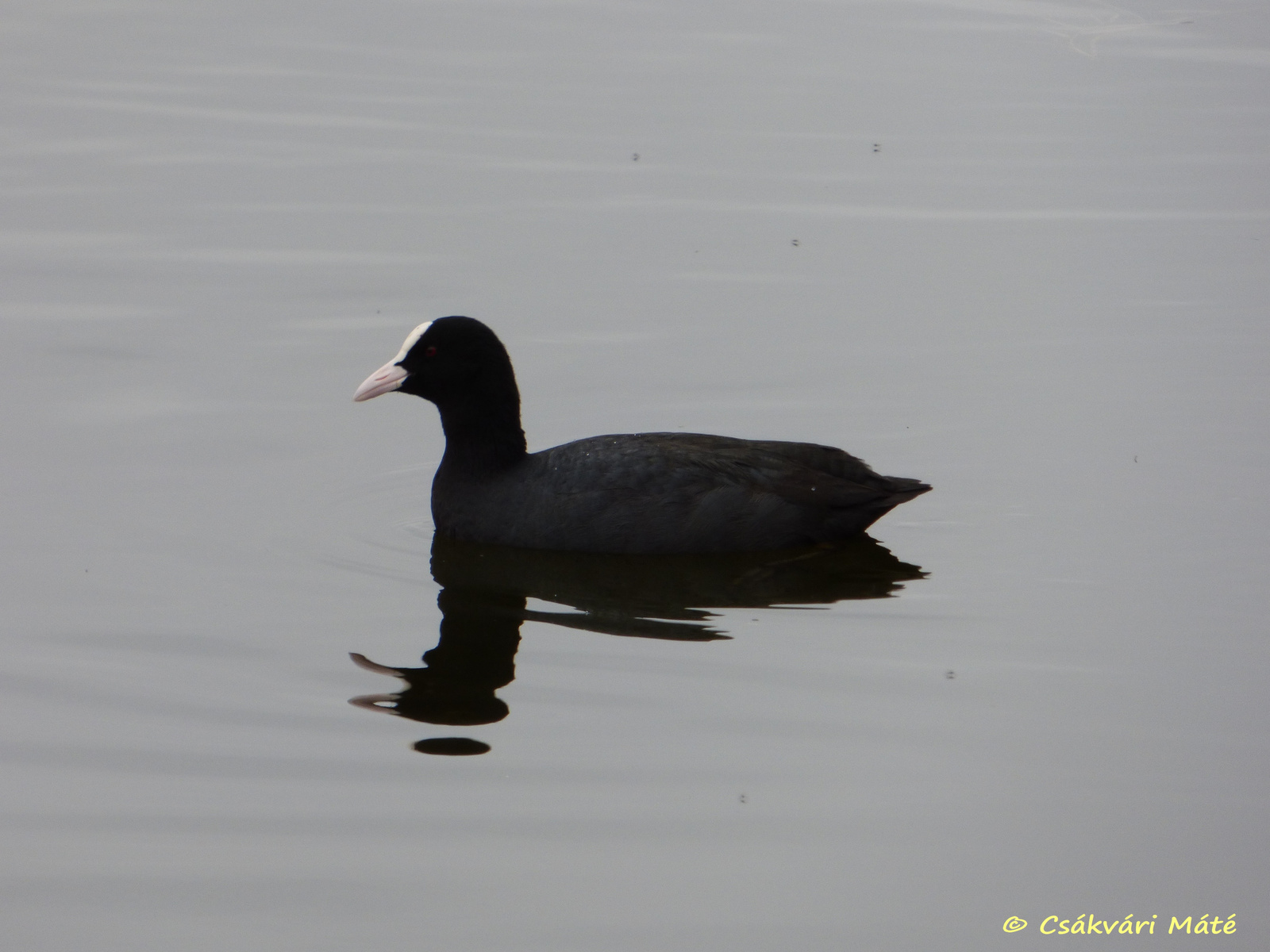 Fulica atra