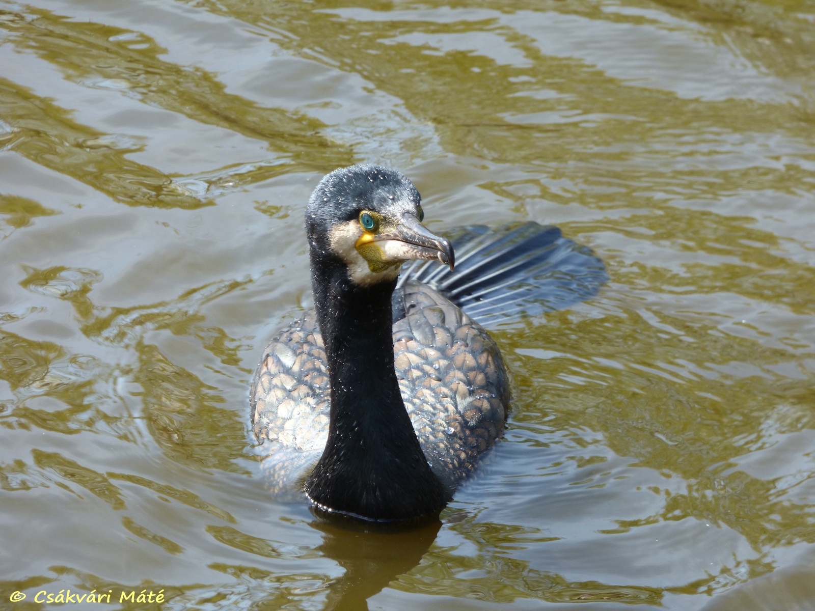 Phalacrocorax carbo