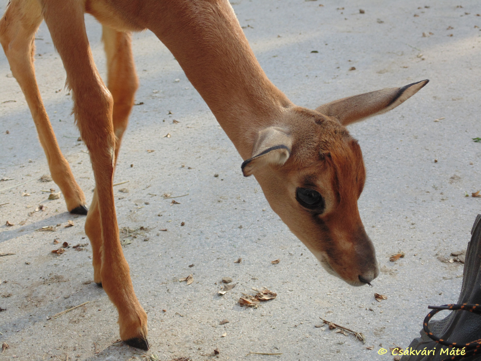 Gazella dama mhorr