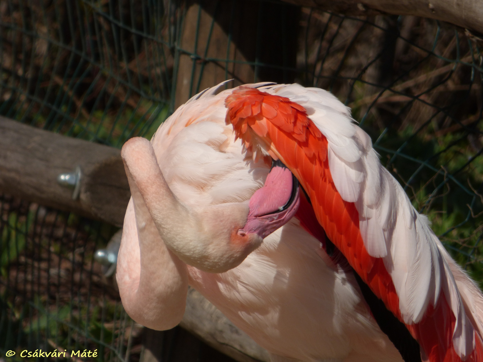 Phoenicopterus roseus