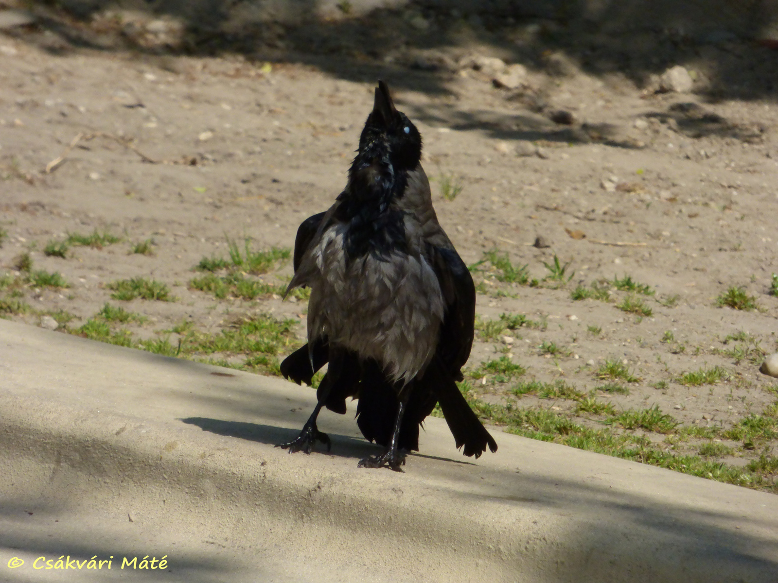 Corvus cornix