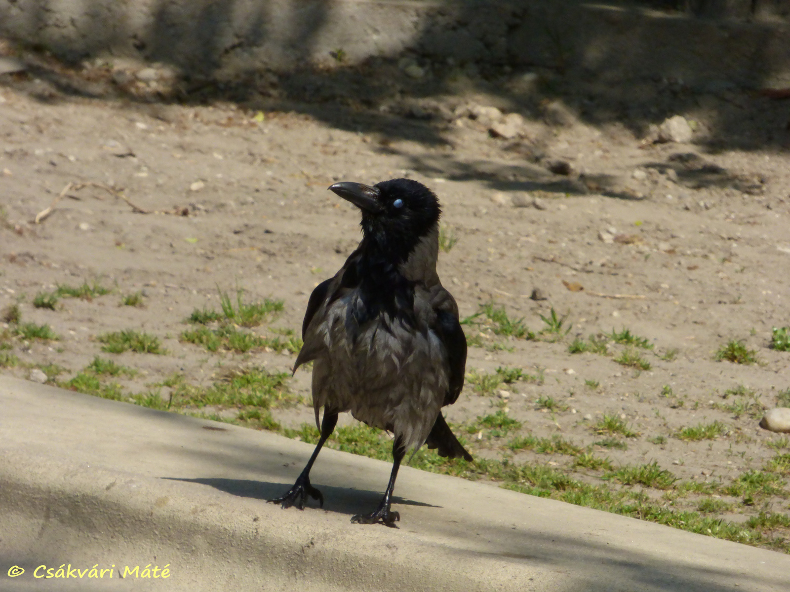 Corvus cornix