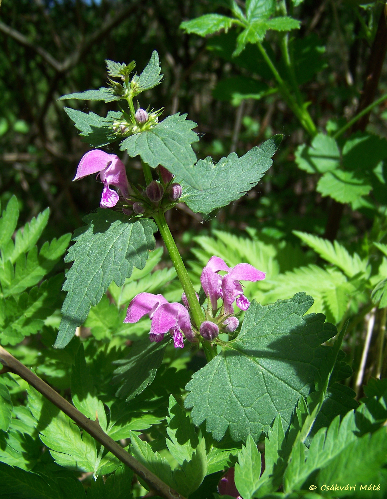 Lamium maculatum