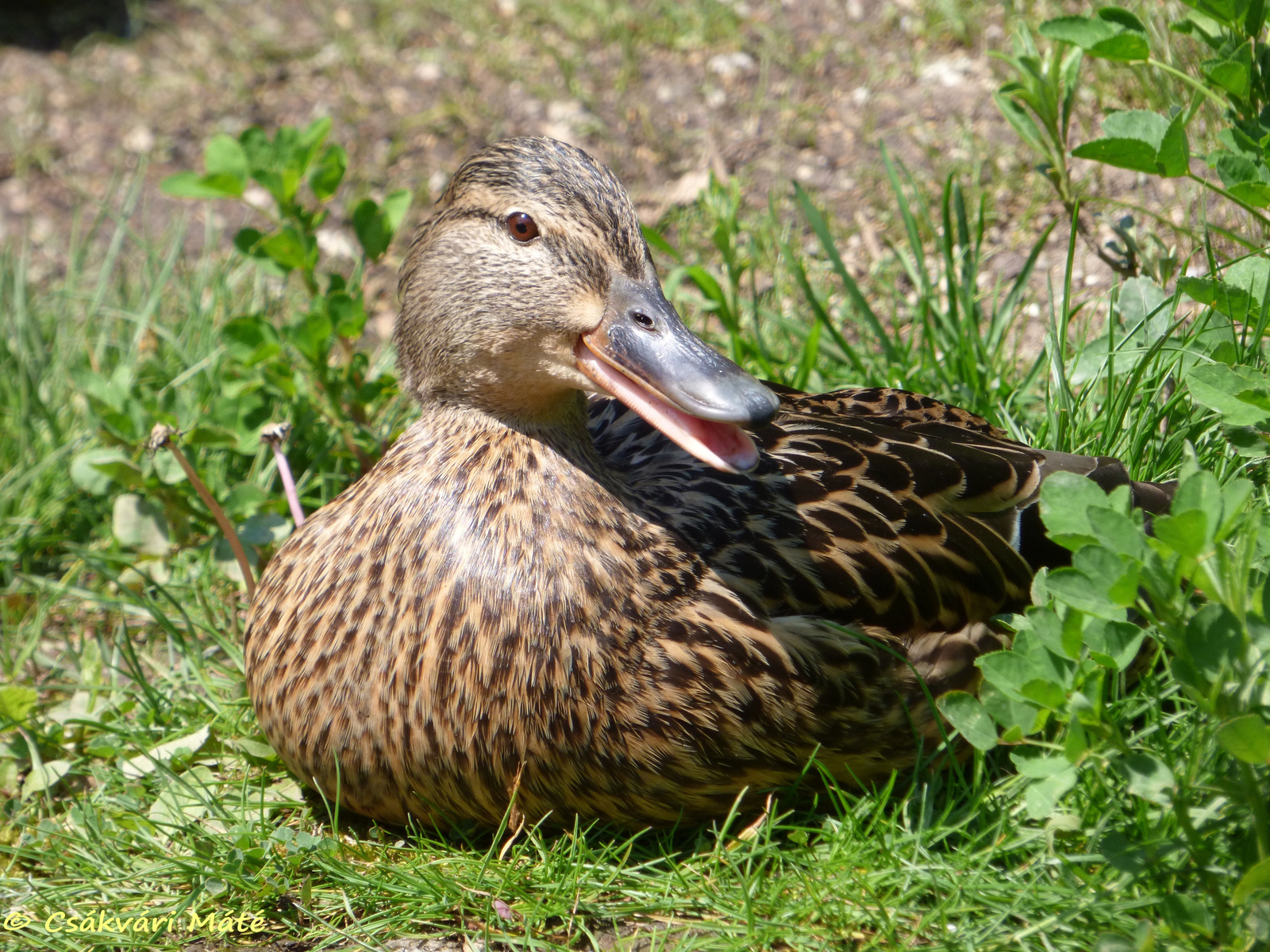 Anas platyrhynchos