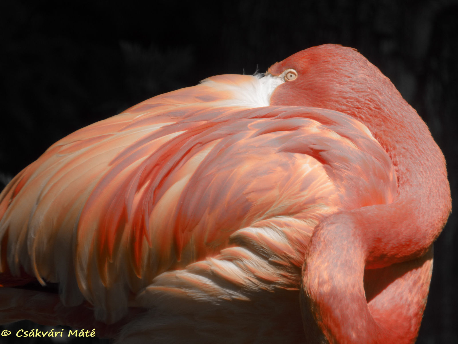 Phoenicopterus ruber