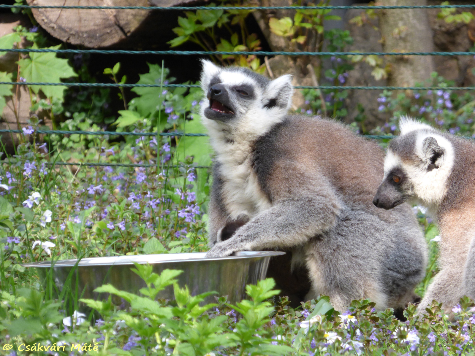 Lemur catta